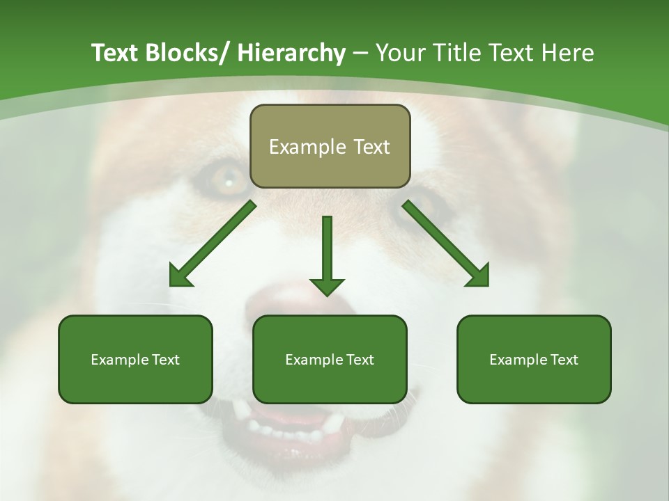 A Brown And White Dog With A Green Background PowerPoint Template
