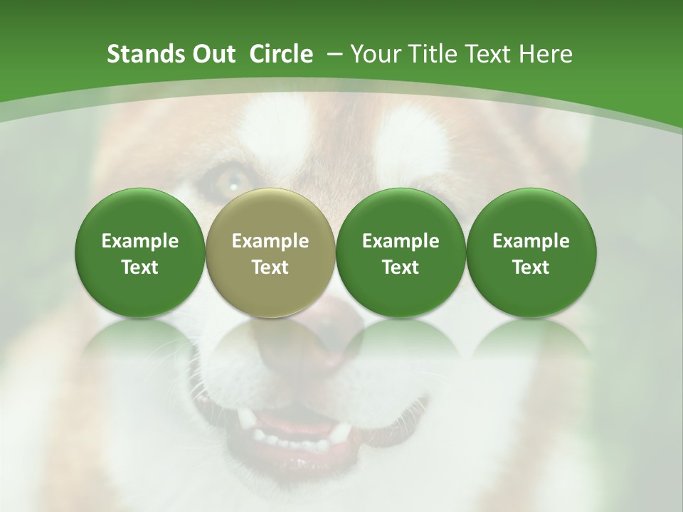 A Brown And White Dog With A Green Background PowerPoint Template