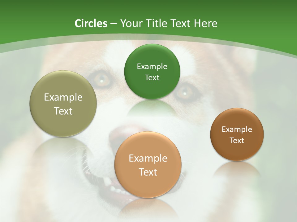 A Brown And White Dog With A Green Background PowerPoint Template
