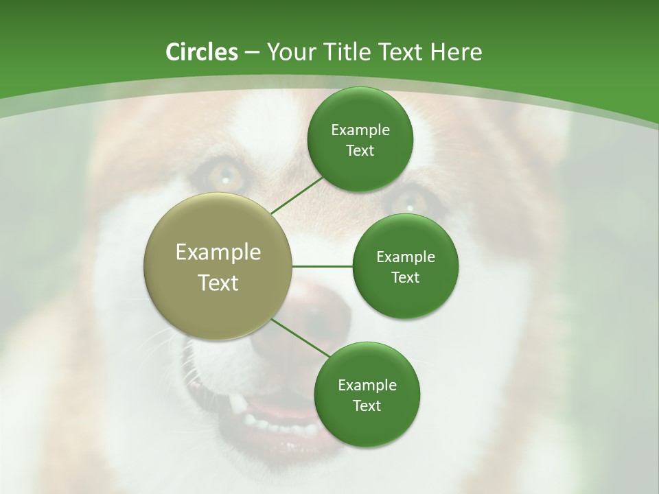 A Brown And White Dog With A Green Background PowerPoint Template