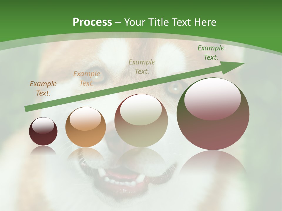 A Brown And White Dog With A Green Background PowerPoint Template