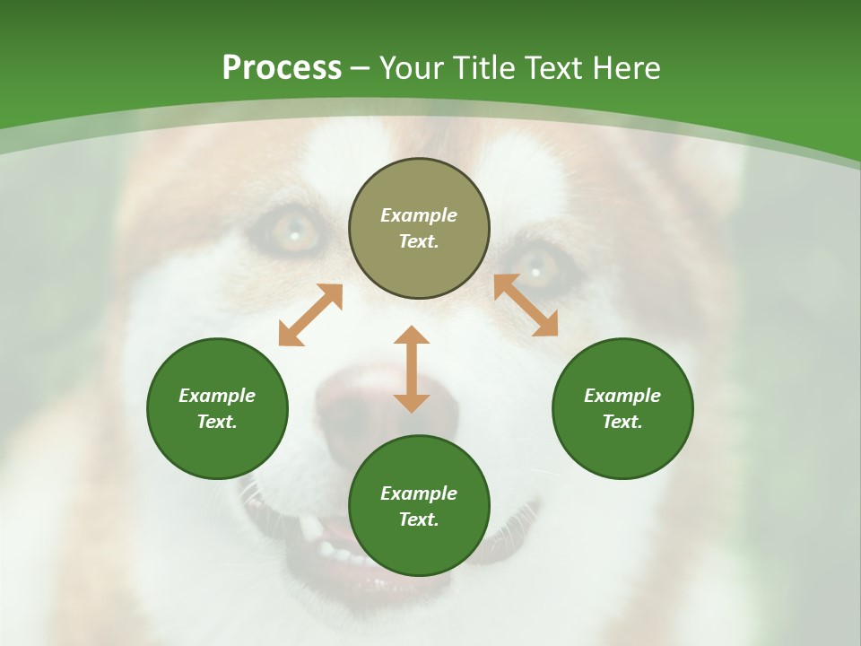 A Brown And White Dog With A Green Background PowerPoint Template