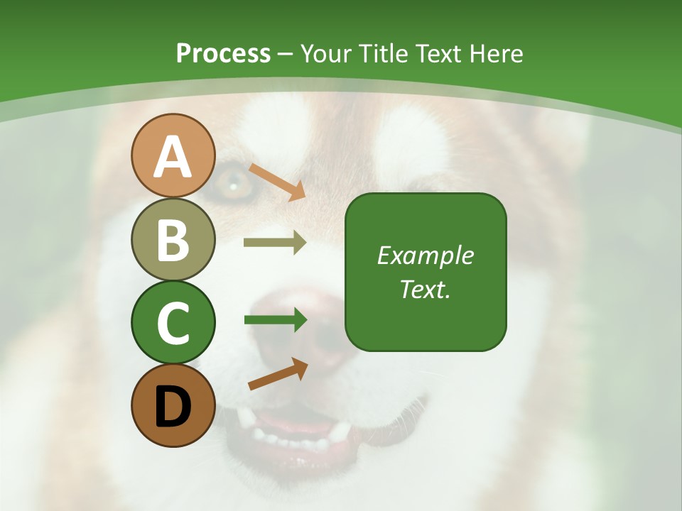 A Brown And White Dog With A Green Background PowerPoint Template