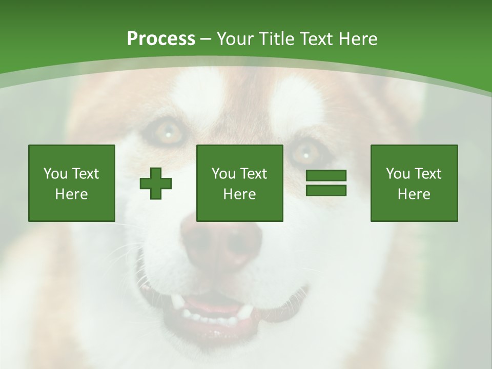 A Brown And White Dog With A Green Background PowerPoint Template