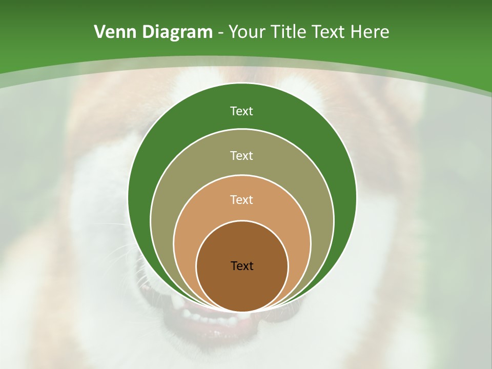 A Brown And White Dog With A Green Background PowerPoint Template