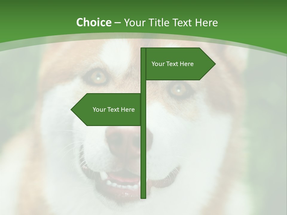 A Brown And White Dog With A Green Background PowerPoint Template