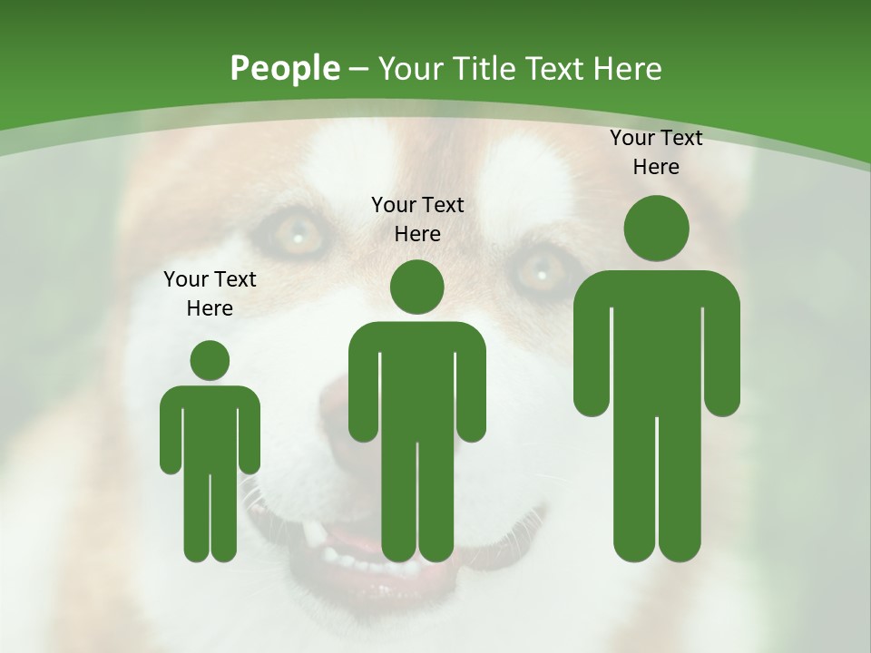 A Brown And White Dog With A Green Background PowerPoint Template
