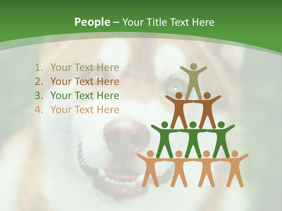 A Brown And White Dog With A Green Background PowerPoint Template
