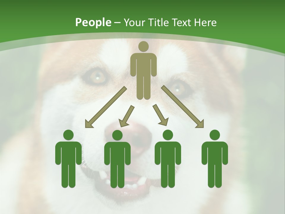 A Brown And White Dog With A Green Background PowerPoint Template