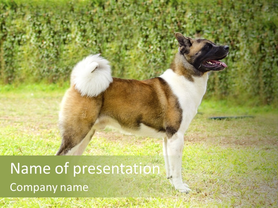 A Brown And White Dog Standing On Top Of A Lush Green Field PowerPoint Template