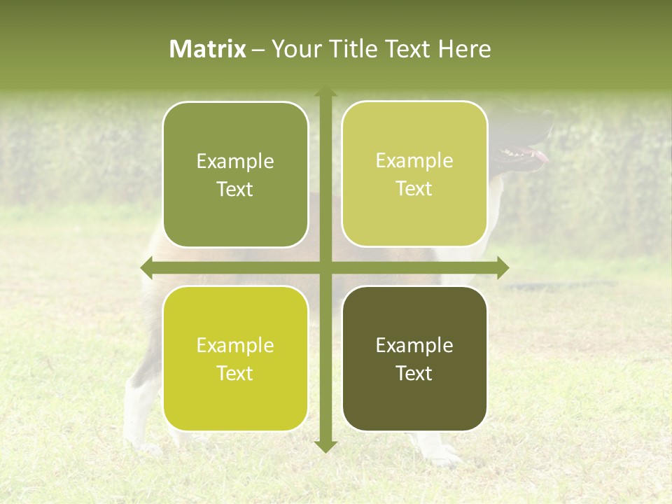 A Brown And White Dog Standing On Top Of A Lush Green Field PowerPoint Template