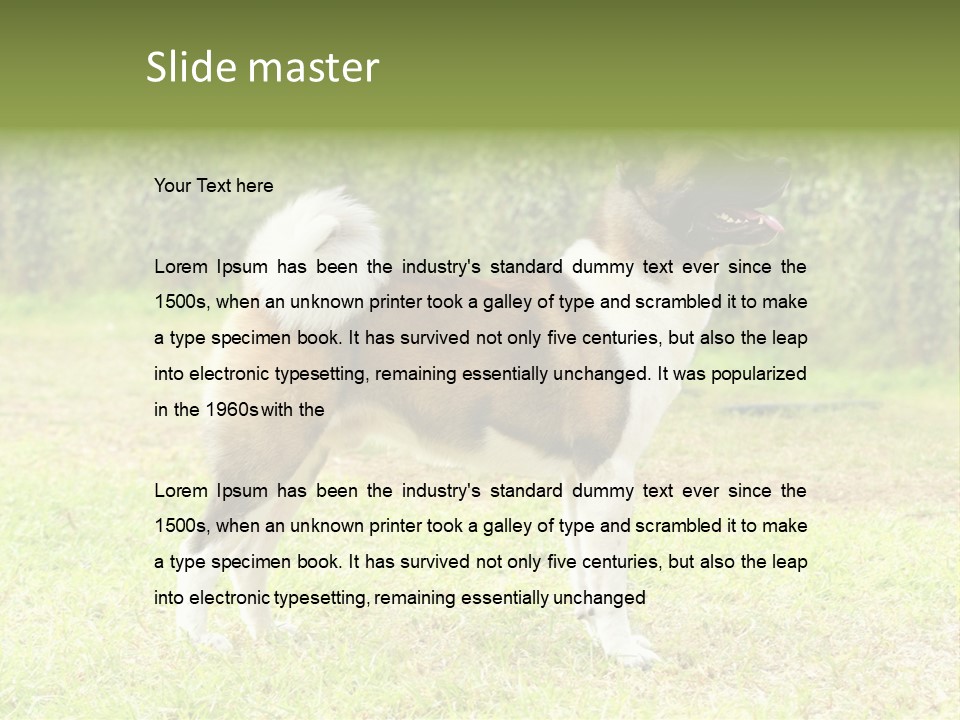 A Brown And White Dog Standing On Top Of A Lush Green Field PowerPoint Template