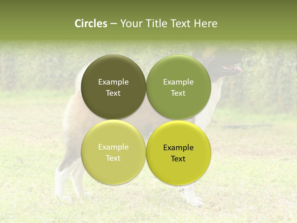 A Brown And White Dog Standing On Top Of A Lush Green Field PowerPoint Template