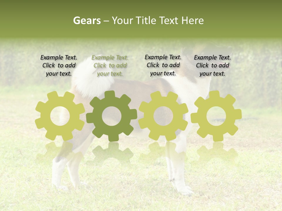 A Brown And White Dog Standing On Top Of A Lush Green Field PowerPoint Template