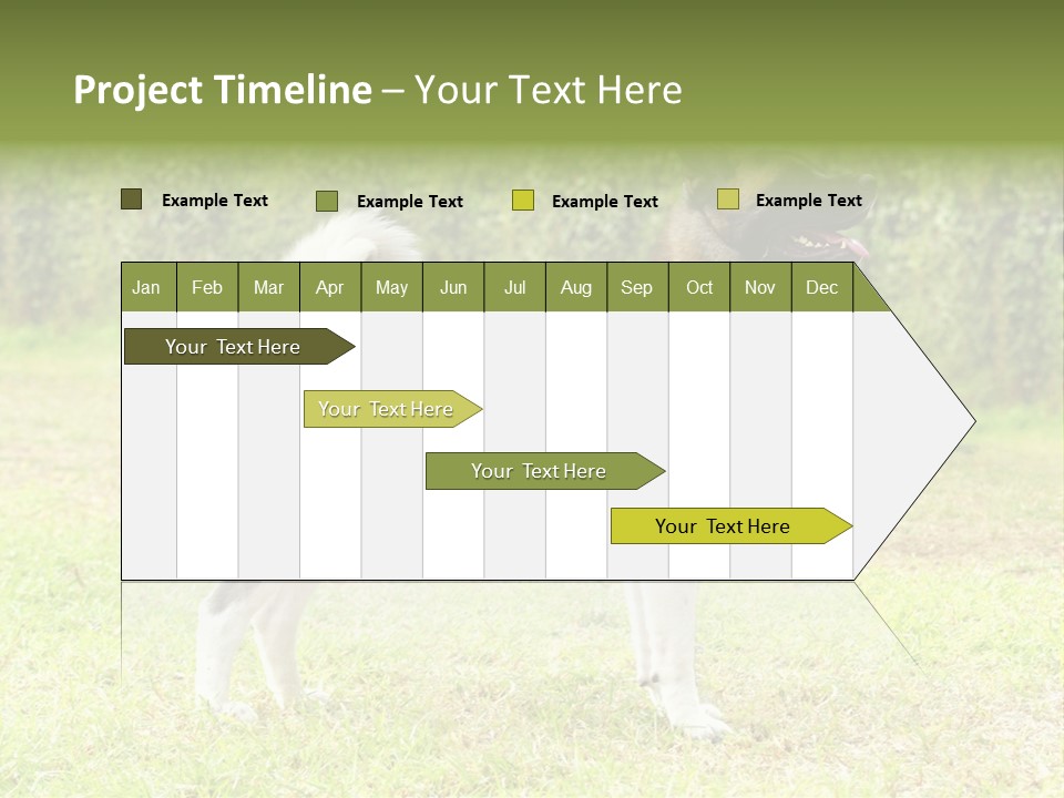 A Brown And White Dog Standing On Top Of A Lush Green Field PowerPoint Template