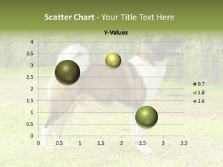 A Brown And White Dog Standing On Top Of A Lush Green Field PowerPoint Template