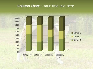 A Brown And White Dog Standing On Top Of A Lush Green Field PowerPoint Template