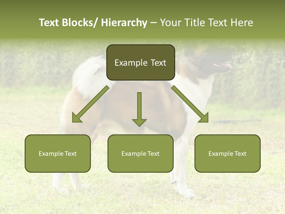 A Brown And White Dog Standing On Top Of A Lush Green Field PowerPoint Template