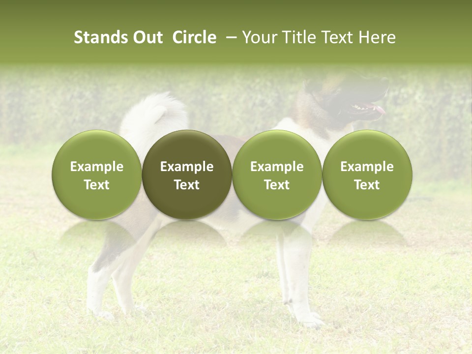 A Brown And White Dog Standing On Top Of A Lush Green Field PowerPoint Template