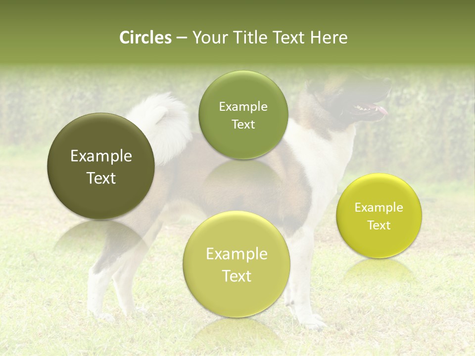 A Brown And White Dog Standing On Top Of A Lush Green Field PowerPoint Template