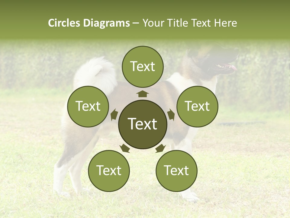 A Brown And White Dog Standing On Top Of A Lush Green Field PowerPoint Template