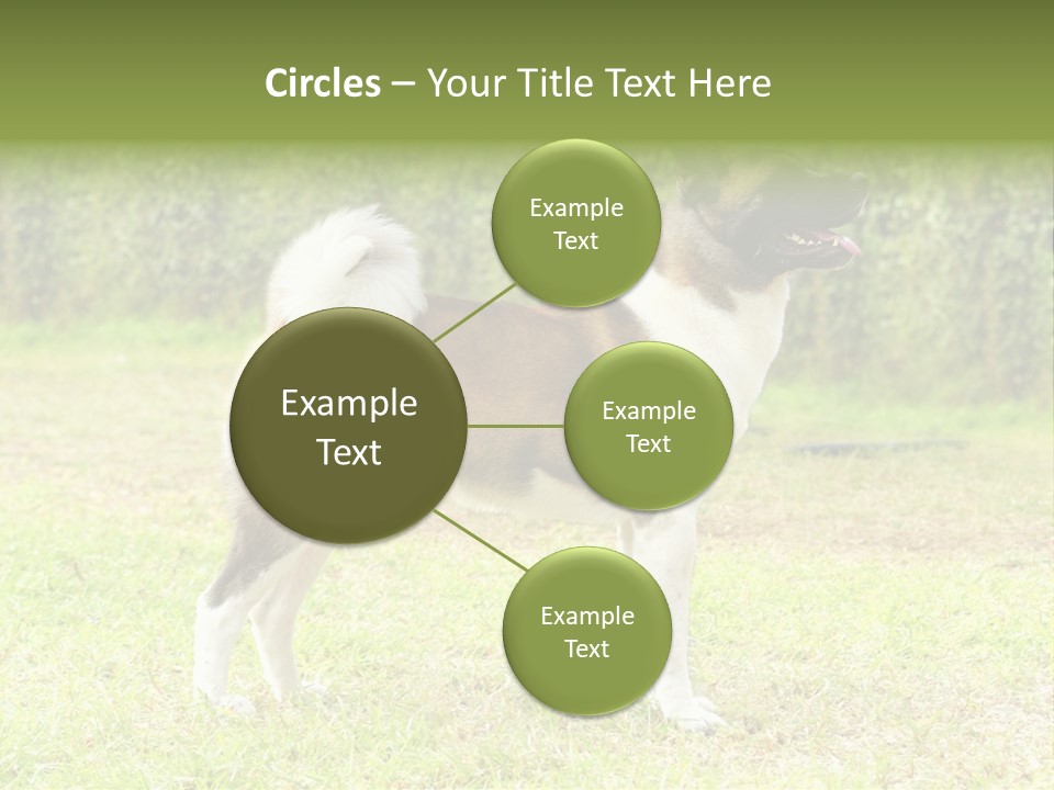 A Brown And White Dog Standing On Top Of A Lush Green Field PowerPoint Template