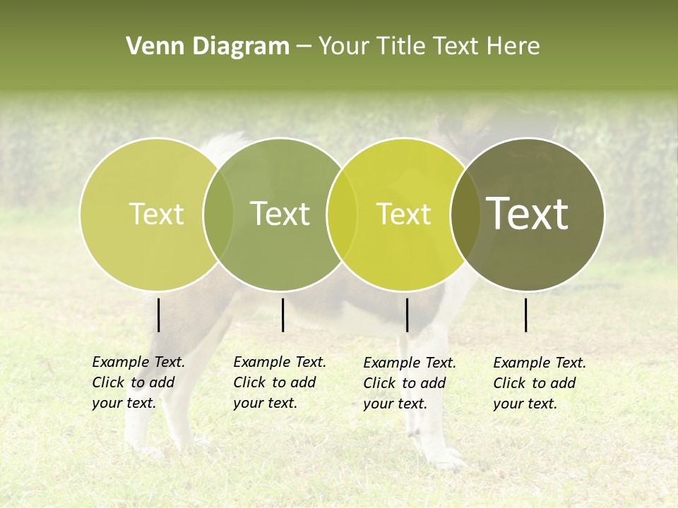 A Brown And White Dog Standing On Top Of A Lush Green Field PowerPoint Template