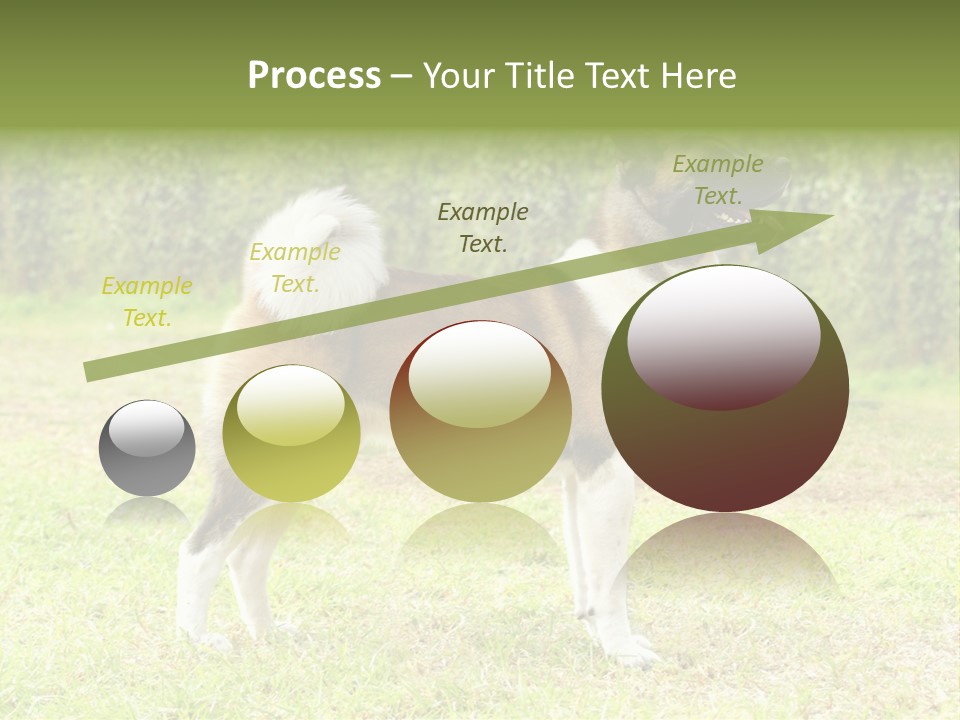 A Brown And White Dog Standing On Top Of A Lush Green Field PowerPoint Template