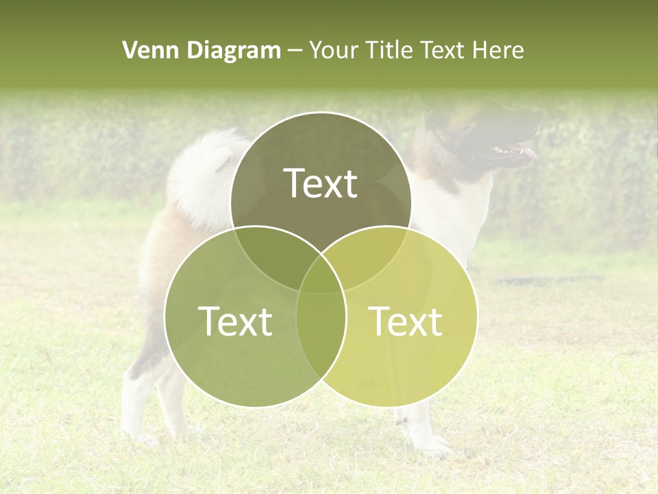 A Brown And White Dog Standing On Top Of A Lush Green Field PowerPoint Template