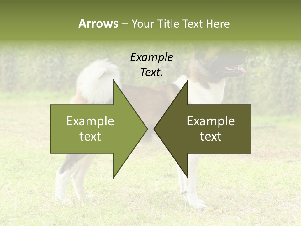 A Brown And White Dog Standing On Top Of A Lush Green Field PowerPoint Template