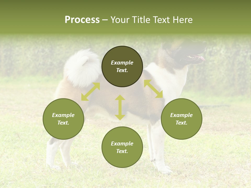 A Brown And White Dog Standing On Top Of A Lush Green Field PowerPoint Template