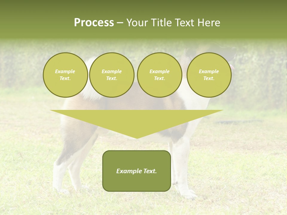A Brown And White Dog Standing On Top Of A Lush Green Field PowerPoint Template