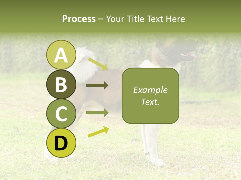 A Brown And White Dog Standing On Top Of A Lush Green Field PowerPoint Template