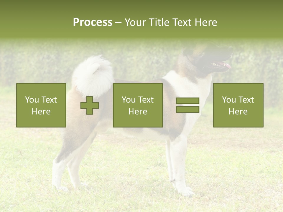 A Brown And White Dog Standing On Top Of A Lush Green Field PowerPoint Template