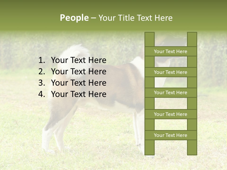 A Brown And White Dog Standing On Top Of A Lush Green Field PowerPoint Template
