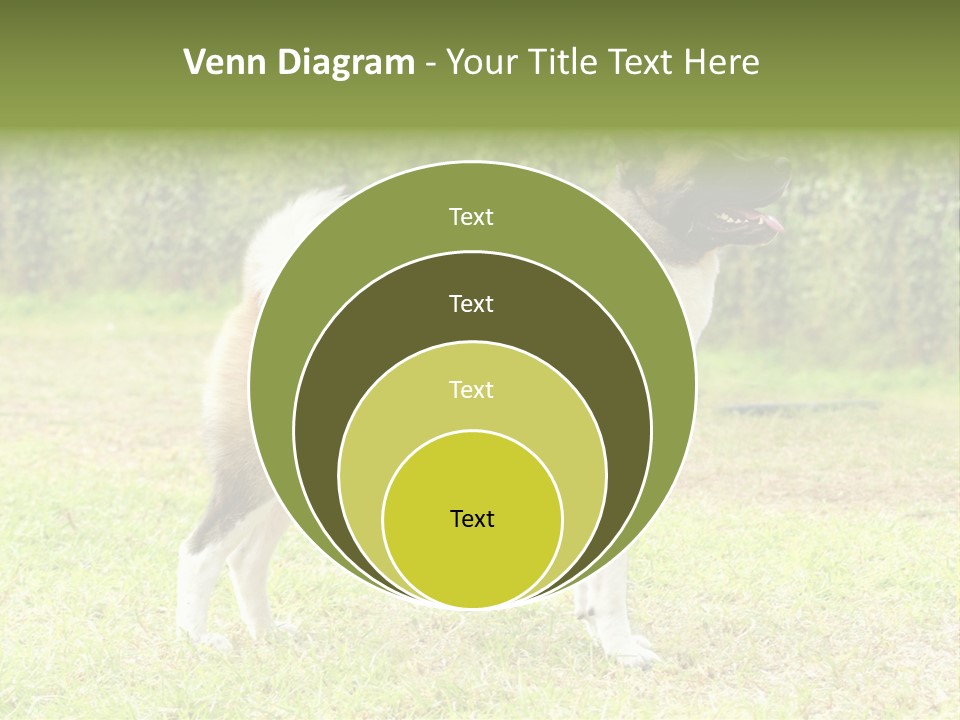 A Brown And White Dog Standing On Top Of A Lush Green Field PowerPoint Template