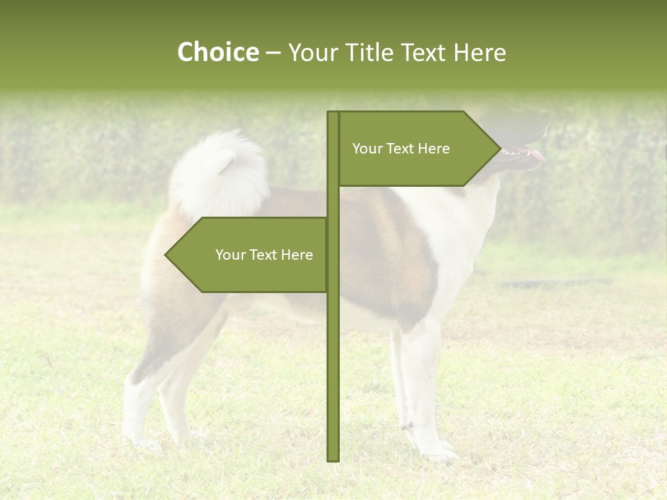 A Brown And White Dog Standing On Top Of A Lush Green Field PowerPoint Template