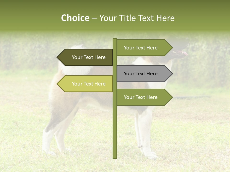 A Brown And White Dog Standing On Top Of A Lush Green Field PowerPoint Template