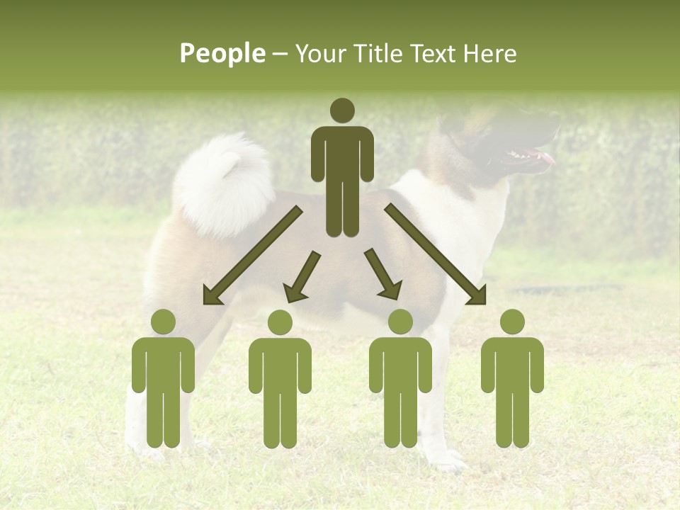 A Brown And White Dog Standing On Top Of A Lush Green Field PowerPoint Template