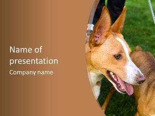 A Brown And White Dog Is On A Leash PowerPoint Template
