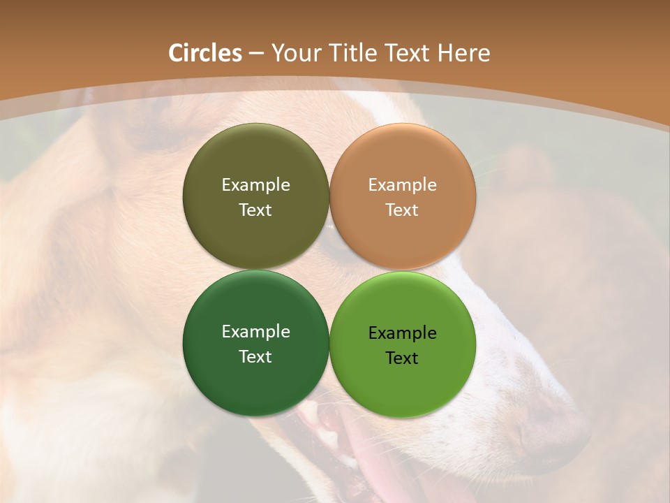 A Brown And White Dog Is On A Leash PowerPoint Template