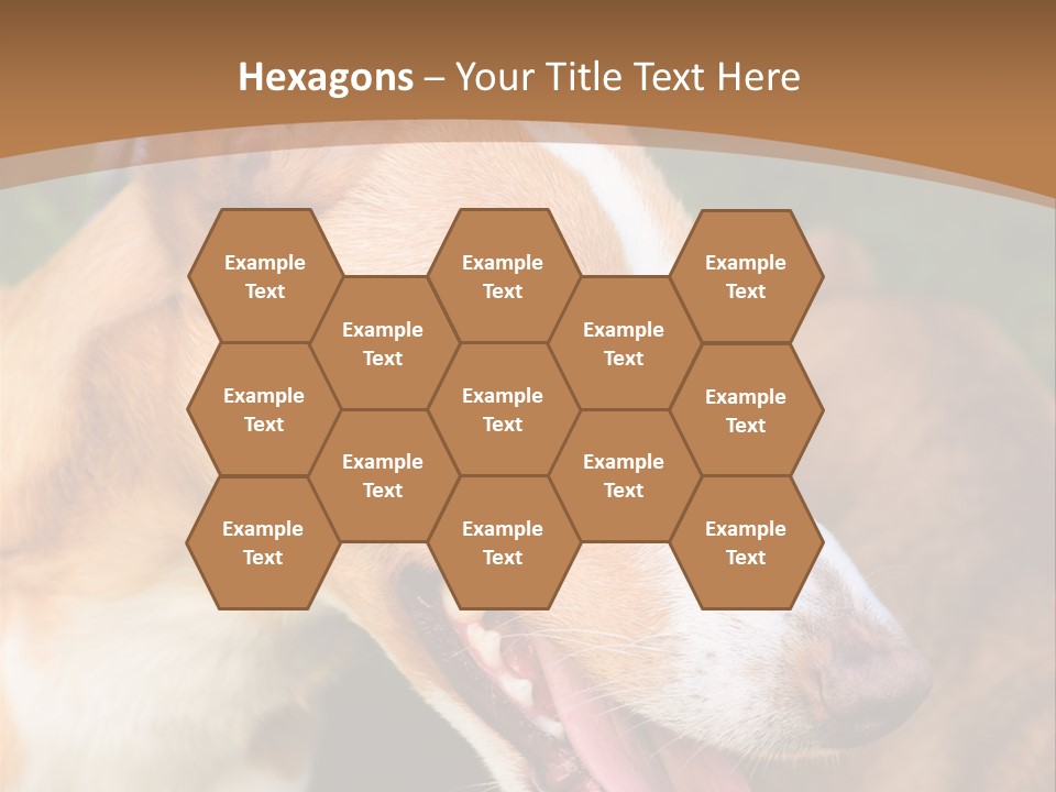 A Brown And White Dog Is On A Leash PowerPoint Template