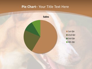 A Brown And White Dog Is On A Leash PowerPoint Template
