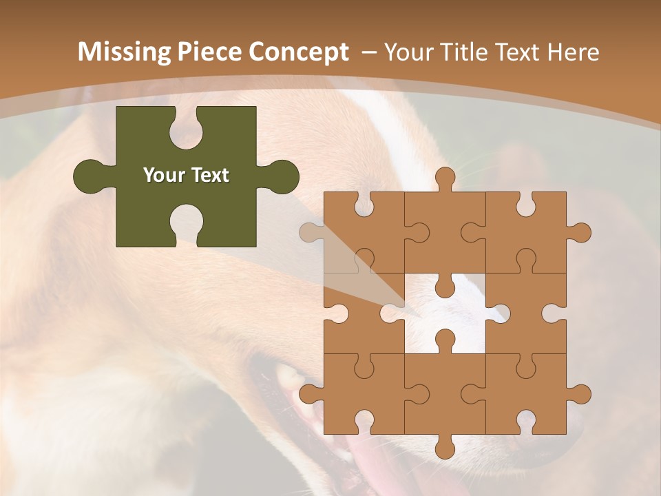 A Brown And White Dog Is On A Leash PowerPoint Template