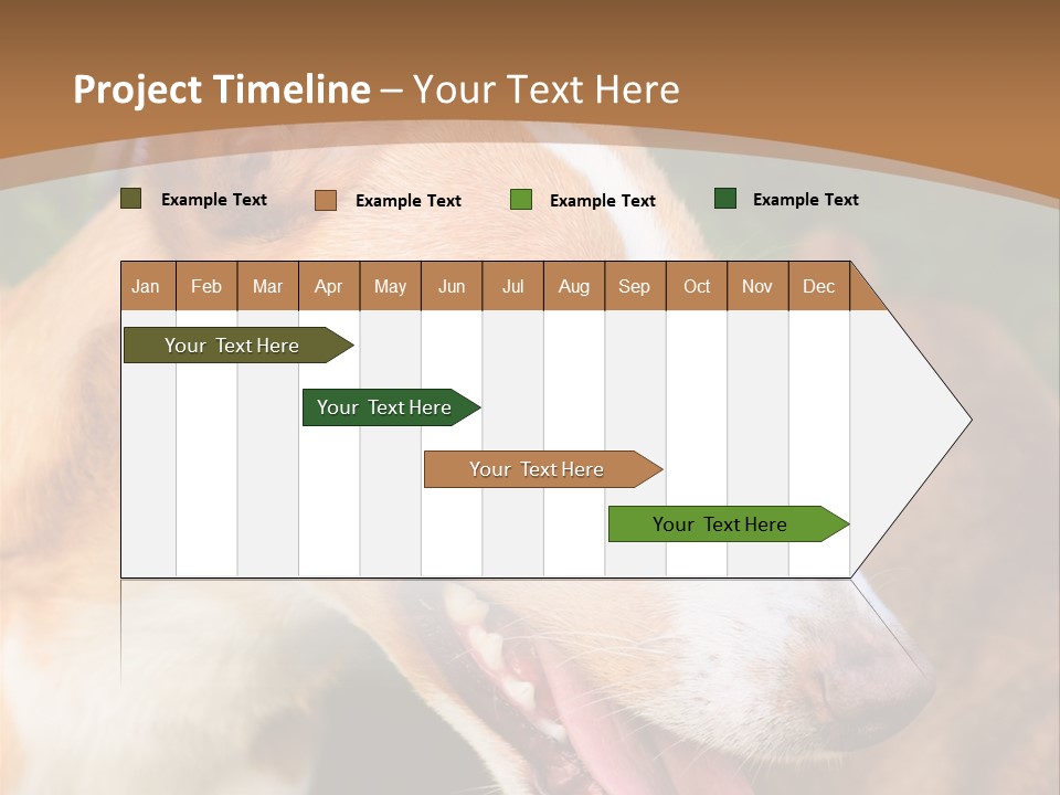 A Brown And White Dog Is On A Leash PowerPoint Template