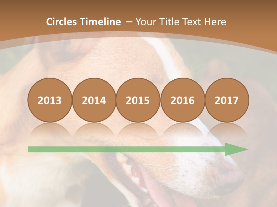 A Brown And White Dog Is On A Leash PowerPoint Template