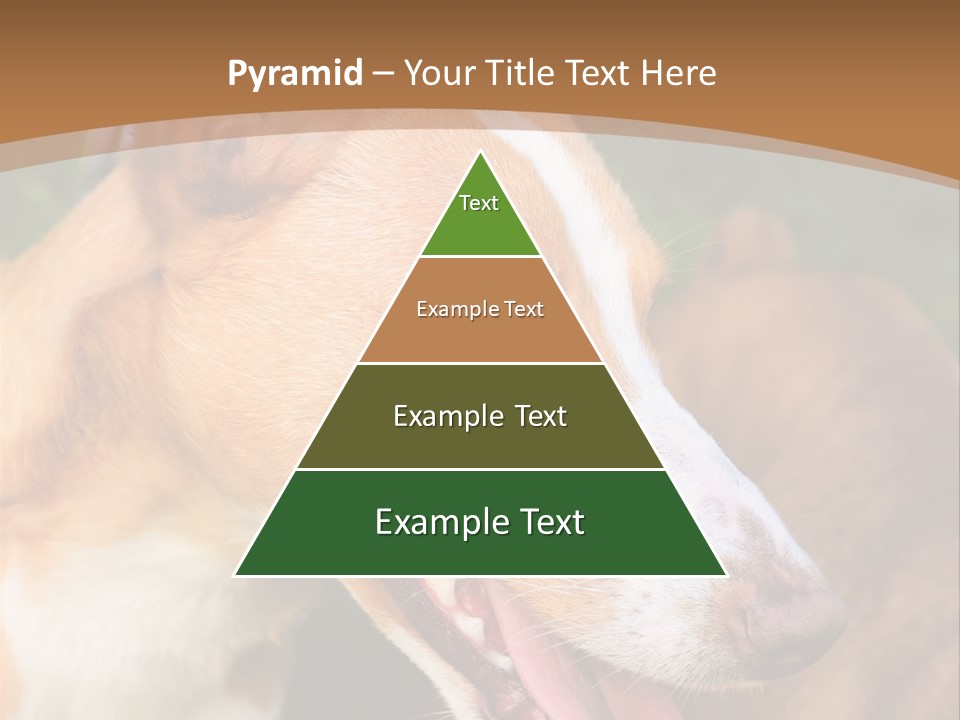 A Brown And White Dog Is On A Leash PowerPoint Template