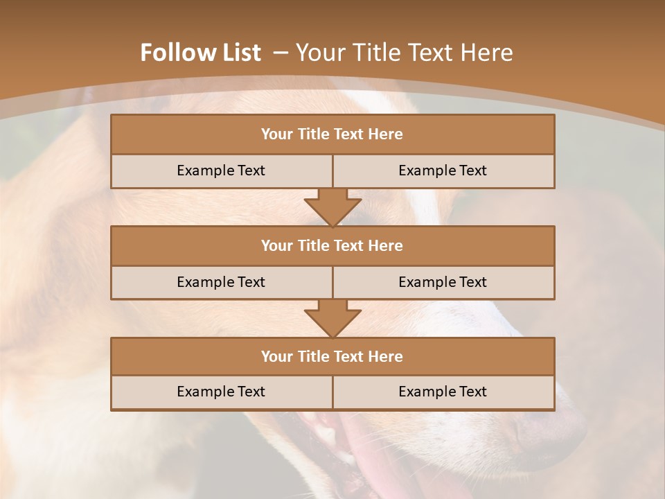 A Brown And White Dog Is On A Leash PowerPoint Template