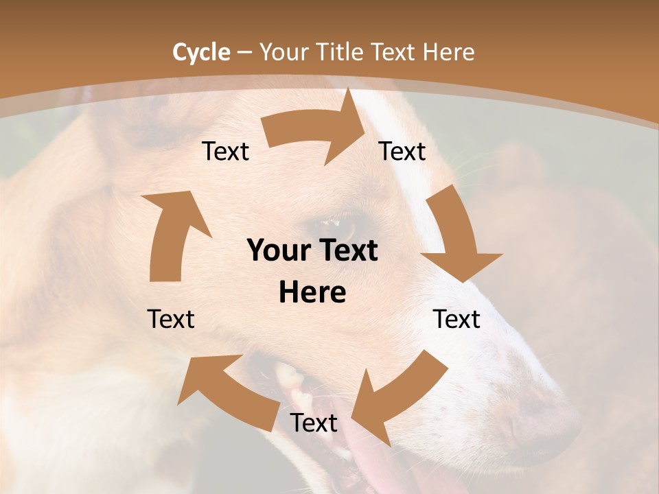 A Brown And White Dog Is On A Leash PowerPoint Template