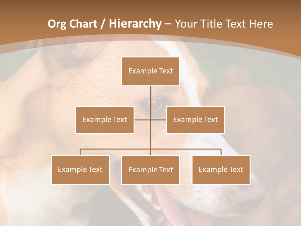 A Brown And White Dog Is On A Leash PowerPoint Template